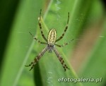 Argiope bruennichi