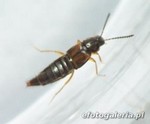 Aleocharinae