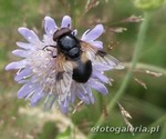 Volucella pellucens