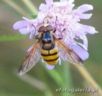 Volucella inanis