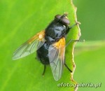 Mesembrina meridiana