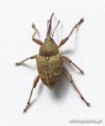 Curculio nucum