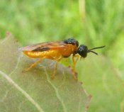 Athalia circularis