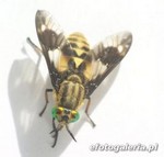 Chrysops relictus