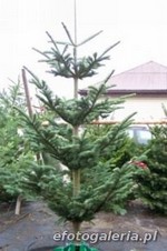 Jod�a szlachetna