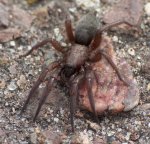 Scotophaeus blackwalli