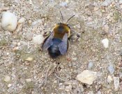 Anthophora retusa