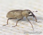 Bagous tubulus