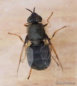 Odontomyia tigrina - f.