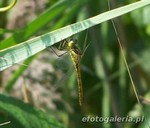 Sympetrum vulgatum