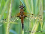 Libellula quadrimaculata