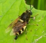 Stratiomys singularior