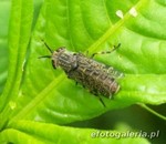 Haematopota pluvialis