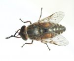 Hybomitra