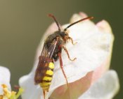 Nomada flava