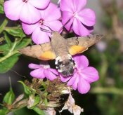 Macroglossum stellatarum