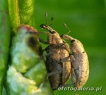 Hypera rumicis
