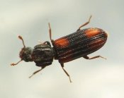 Bitoma crenata