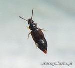Omalium rivulare