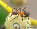 Formica sp.