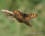Melitaea diamina