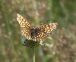 Melitaea athalia