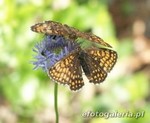 Melitaea phoebe