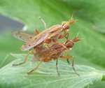 Tetanocera