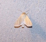 Mythimna pallens