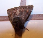 Thalpophila matura