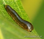Caliroa cerasi