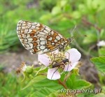 Melitaea sp.