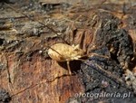 Rilaena triangularis