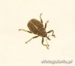 Ceutorhynchus cakilis