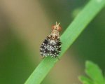 Trypetoptera punctulata 1