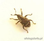 Tanysphyrus lemnae