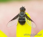 Exhyalanthrax afer