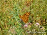 Per�owiec malinowiec