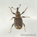Bagous glabrirostris