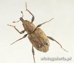Bagous subcarinatus