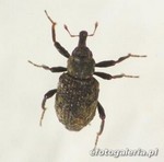 Bagous limosus