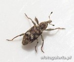 Bagous alismatis
