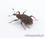 Bagous puncticollis
