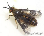 Chrysops rufipes