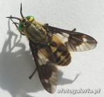 Chrysops relictus