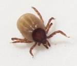 Rhipicephalus sanguineus