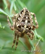 Araneus diadematus