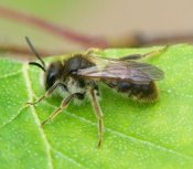 Andrena sp.
