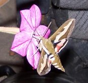 Hyles gallii