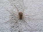 Opilio saxatilis